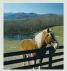 Rappahannock Horses