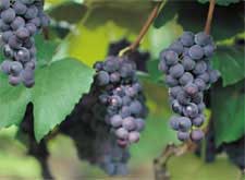 wine